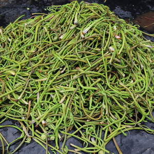 东北饶河土特产 野生微菜干 牛毛广 2017新货500克包邮