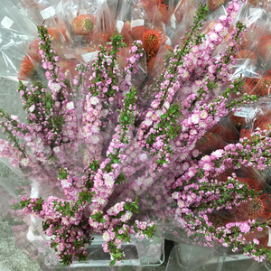 fafar 白花 粉花重瓣麦李 珍珠李鲜花 生日祝福 婚礼 真花 广州