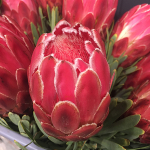 fafar鲜花 南非进口帝王花 公主 海神花 可做干燥花广州鲜花速递