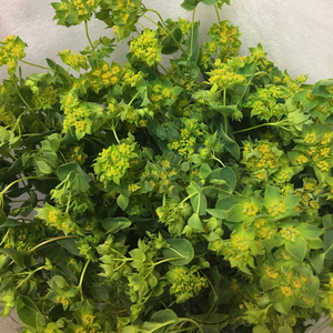 fafar鲜花 泽漆euphorbia 叶上黄金 五朵云 猫眼草 五凤草