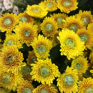 fafar鲜切花 黄瓣绿芯小菊花 雏菊 多花菊 广州 鲜花速递