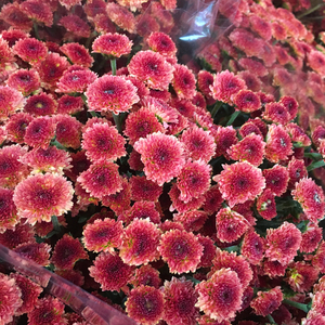 fafar鲜切花 法国小菊 秀气小巧雏菊 多花菊 广州 鲜花速递