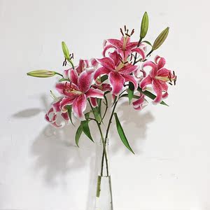 单头百合