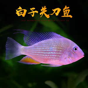 白子关刀鱼食土短鲷鱼热带慈鲷科鱼红珍珠朱巴利关刀观赏鱼活体