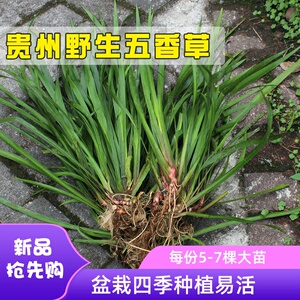 贵州野生五香草可食用盆栽苗带根新鲜山奈去腥味香料种植现摘发货