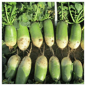 mikezhang1979淘宝青萝卜新鲜包邮5斤青皮萝卜 绿心萝卜 辣萝卜水