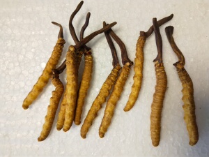 亚香棒虫草 虫草打粉  虫草泡酒  虫草炖汤