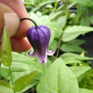 铃铛铁线莲天使首饰