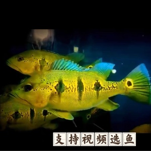 精品蓝帆眼斑 帝王三间皇冠三间 黄金巴西亚 大型观赏鱼龙鱼配鱼
