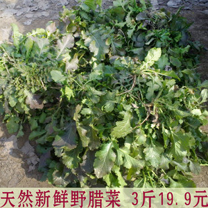 河南特产天然野生腊菜 新鲜苦辣菜 山野菜 苦腊菜 1500克