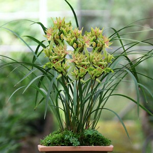 兰花苗大唐盛世