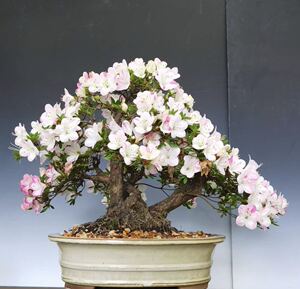 【日之丸杜鹃】日之丸杜鹃品牌,价格 - 阿里巴巴