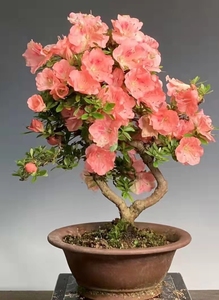 日本原生皋月杜鹃【若惠比须】老桩全场满38元包邮