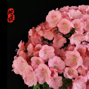 日本原生皋月杜鹃【若惠比须】老桩全场满100元包邮