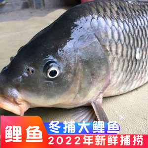 【超大鱼】查干湖鱼野生鲤鱼头鱼查干冬捕鱼野生鱼淡水鱼大头鱼
