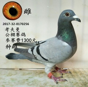 比赛鸽子赛鸽_比赛鸽子赛鸽价格_淘宝天猫热销比赛拿