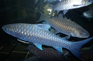 蓝吉罗,保山新光唇