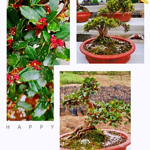 四季常青中华小叶蚊母盆景开花结果阳台庭院易养耐活