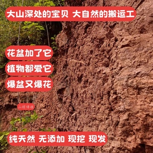 重庆天然风化石蕨类植物金弹子兰花生根营养酸性矿物质土渗水颗粒