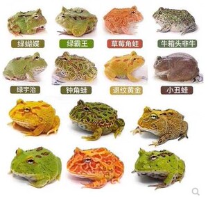 000人付款淘宝姥爷树蛙宠物小青蛙活体小丑蛙旅行青蛙蝌蚪角蛙澳洲蓝