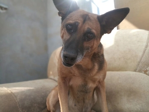 50荣佳润销售部淘宝兽药阿福丁阿维菌素注射用液驱虫药阿维茵素兽用