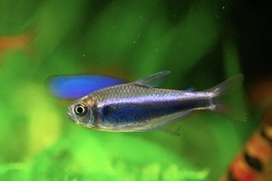 血翅蓝帝王灯鱼草缸群游血翅帝王灯淡水鱼稀有活体观赏鱼中上层鱼