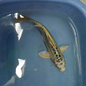 纯种德系黄金松叶锦鲤《活体》鱼苗10包邮包活