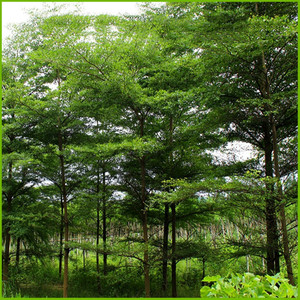 南方园林绿化苗木小叶榄仁树苗雨伞树细叶榄仁苗别墅庭院风景树