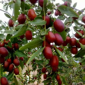 陕北佳县黄河滩枣·鲜枣整箱2.5千克真空包装