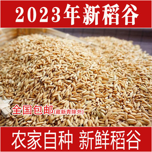 2023年农家自种鲜米磨米机专用新稻谷稻子水稻带壳大米粮食包邮
