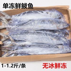 鲅鱼包邮冷冻10斤