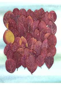 红檵木叶片创意压花干花手工植物标本滴胶押花真花贴画花瓣妆材料