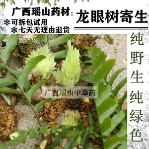 野生龙眼树姜骨碎补龙眼树寄生草 带毛全草鲜品500g中药材