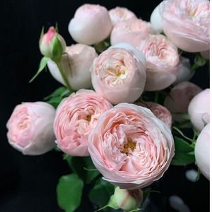 yoyo花花世界高端稀有粉色人鱼公主多头玫瑰酷皮多头玫瑰鲜花