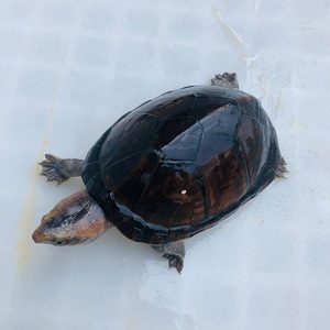 南部白唇泥龟精品苗cb现货头苗 蛋龟观赏龟活体宠物龟乌龟水龟