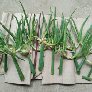 楼葱天葱芽龙爪葱羊角葱苔儿葱万年葱现苗根红皮芽头成熟饱满现货