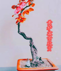热销黄栌扁桩文人式红叶盆景怪桩香山红叶老桩中微型掌上盆栽观叶
