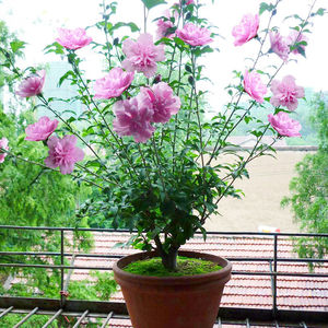 木槿花树苗重瓣可食用花卉庭院阳台盆栽园林绿化当年开花成品植物