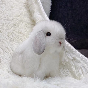 垂耳兔凤眼海棠侏儒兔长不大的茶杯兔子黄白道xy783800827742320