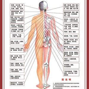 肌筋膜墙贴背景墙养生堂r神经对照人体骨骼结构图模型中医装饰画