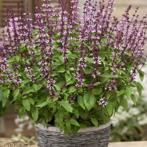 【肉桂罗勒/桂皮罗勒】 驱蚜虫食用香草蔬菜花卉 阿树的朝颜花园