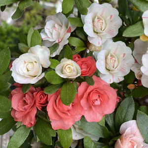 五宝绿珠杜鹃花盆栽 皋月杜鹃 夏鹃 珍稀重瓣一树多色