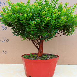 小叶赤楠盆景树桩室内客厅办公室植物红杨花卉盆栽防辐射四季常青