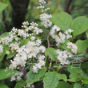 白檀 碎米子树乌子树苗 庭院地栽绿化耐寒易活 满50元包邮