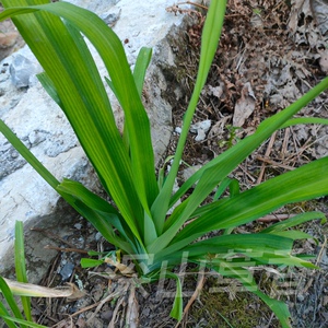 001人付款淘宝射干乌扇乌蒲黄远乌萐夜干乌翣乌吹草姜鬼扇凤翼中草药