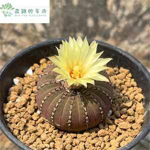 大型士童 艳姬士童 仙人球 稀有趣味办公室植物花卉