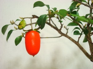 红帝 老鸭柿 日本进口老鸦柿素材