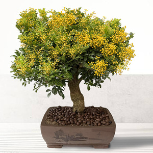 四季米兰花盆栽老桩盆景大叶独杆浓香花卉绿植阳台庭院好养驱蚊