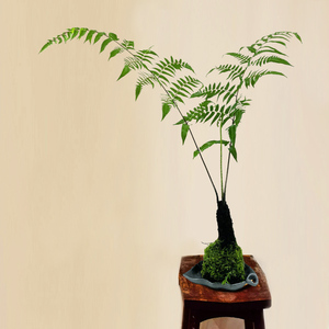 蕨类植物盆栽大型扇叶禅意水培室内耐阴好养苔藓球富贵蕨真绿植