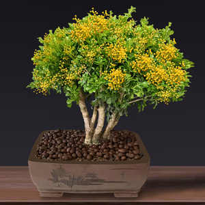 四季米兰花盆栽老桩盆景大叶独杆浓香花卉绿植阳台庭院好养驱蚊